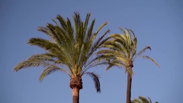 Palm Trees Blue Sky Waving Wind Slow Motion — Stock Video