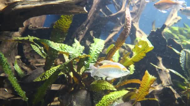 Primer Plano Peces Plateados Con Franja Amarilla Nadando Bajo Agua — Vídeo de stock