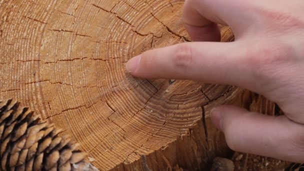 Counting Age Rings Tree Trunk Closeup Woman Hand — Vídeo de stock