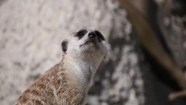 Close Sweet Meerkat Looking Sky Sunny Day Outdoors Mountains — Video Stock