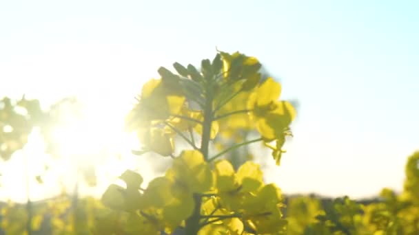 Vibrante Vista Planta Colza Floración Amarilla Durante Día Enfoque Selectivo — Vídeo de stock