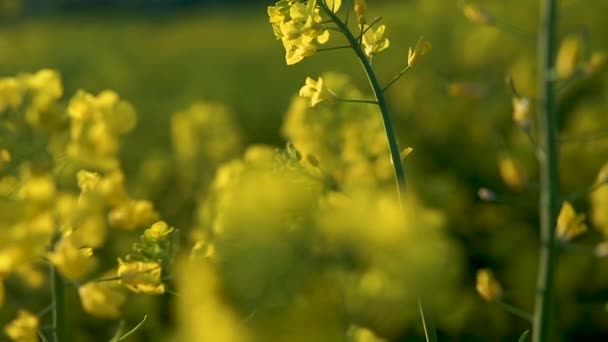 Desocus Rapeseed Fields Springtime Rack Focus Shot — Vídeos de Stock