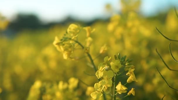 Colza Fiore Bassa Profondita Campo Fuoco Selettivo Girato — Video Stock