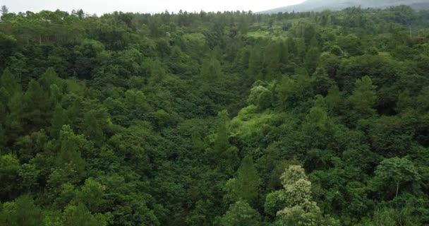 Floresta Densa Sobrevoo Aéreo Encosta Vulcão Merapi Durante Dia Ensolarado — Vídeo de Stock