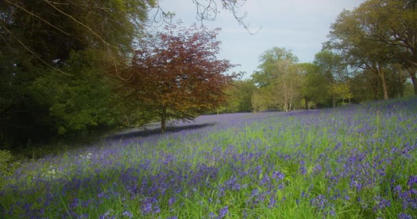 Drzewa Dzikie Bluebells Flower Field Enys Gardens Kornwalii Anglia Statyczny — Wideo stockowe