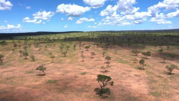 Den Vanligtvis Frodiga Brasilianska Savannen Lämnas Ofruktbar Efter Avskogning För — Stockvideo