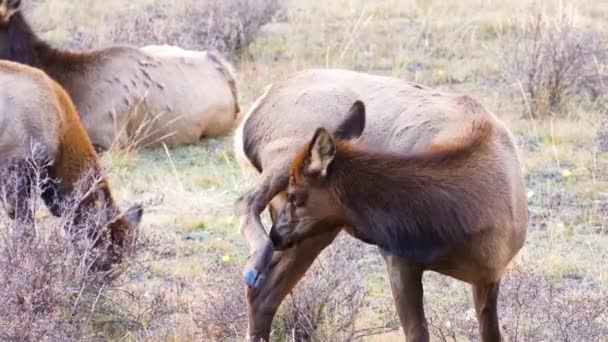 在科罗拉多草原上的一个野生动物群中 成年母麋鹿把头埋在落基山脉国家公园的腿上 — 图库视频影像