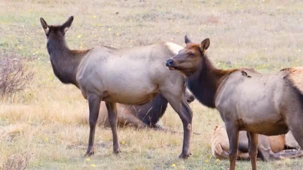 科罗拉多州落基山脉国家公园 站在费尔德的没有角的女麋鹿的配对 — 图库视频影像