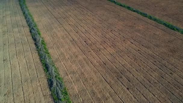 Stijgend Boven Geploegde Rijen Sojateelt Landbouwgrond Ontbost Braziliaanse Savanne — Stockvideo