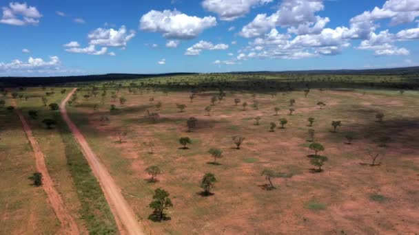 Odlesněná Půda Brazilské Savaně Vytvoření Sojové Plantáže Vzdušný Přelet — Stock video