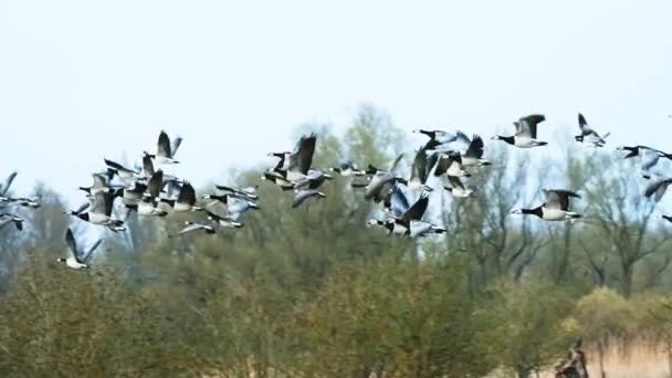 Slow Motion Video Flock Wild Ducks Flying Treetops — Vídeo de Stock