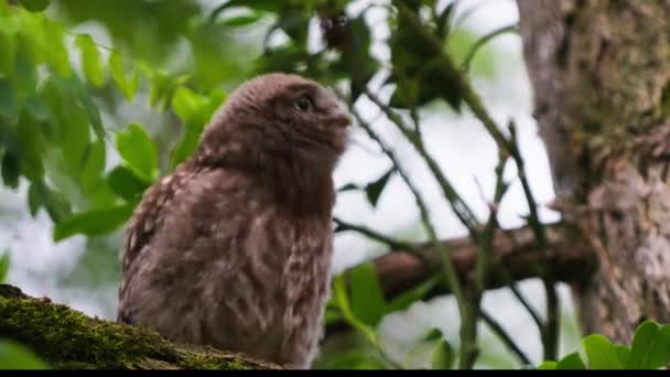 Young Owl Fluffy Brown Feathers Dancing While Sitting Tree Branch — ストック動画