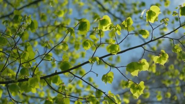 Galho Com Folhas Vivas Verdes Contra Céu Azul Câmera Lenta — Vídeo de Stock