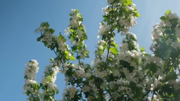Ağaçların Açması Dalların Yavaşça Sallanması Güneşli Bir Günde Mavi Gökyüzüne — Stok video