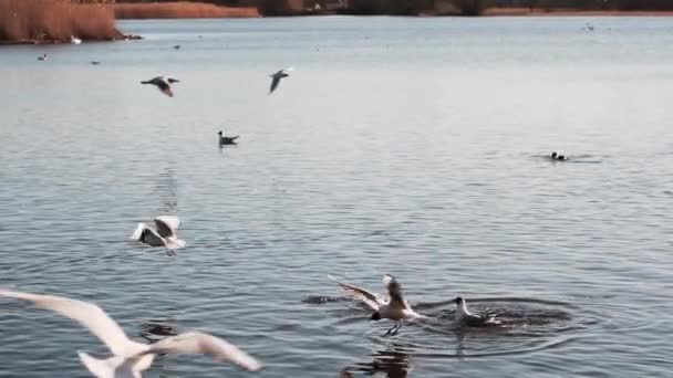 海鸥在黄昏的微光中掠过湖面 动作缓慢 — 图库视频影像
