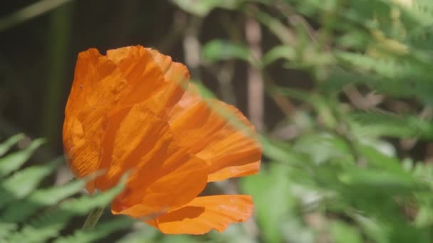 Abeille Rampant Hors Fleur Pavot Orange Dans Des Conditions Venteuses — Video