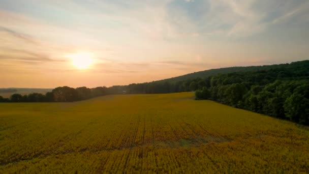 Güzel Sarı Tarlaları Ormanı Olan Çılgın Günbatımı Manzarası — Stok video