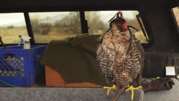 Mittlere Aufnahme Eines Kapuzenfalken Auf Einer Sitzstange Planenbett Eines Lastwagens — Stockvideo