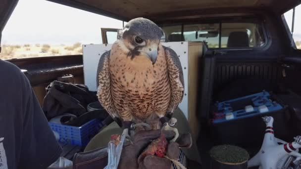 Pet Rejecting Food Owner Offers Feeding Falcon Outdoors — 비디오