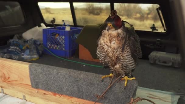 Medium Shot Hooded Falcon Jesses Sitting Perch Covered Truck Bed — Vídeo de Stock