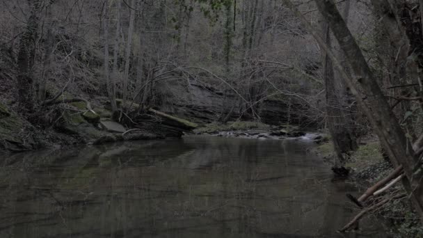 Mała Rzeka Ciemnym Lesie — Wideo stockowe