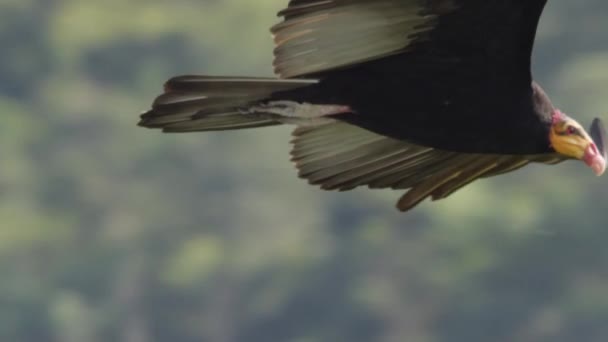 Dramatic Aerial Yellow Headed Vulture Flight Soaring Rainforest — Stock Video