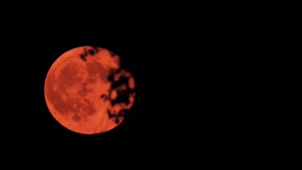 Красивая Красная Луна Быстро Движется Черными Ветвями Деревьев — стоковое видео