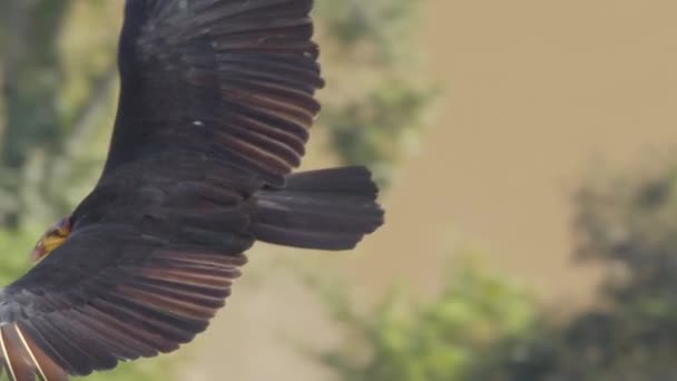 Close Aerial Yellow Headed Vulture Soaring South American Jungle — Stock Video