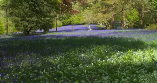 Woodland Scene Revealed Carpet Bluebells Tree Canopies Enys Gardens Cornwall — Vídeos de Stock