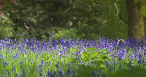 Creciendo Campo Bluebell Profundidad Superficial Del Campo Enys Gardens Cornwall — Vídeo de stock