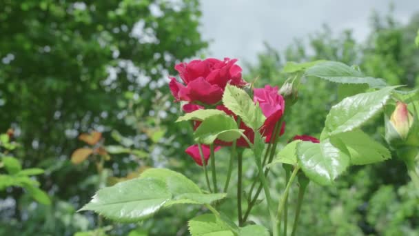 Rosa Rosenpflanze Mit Blühenden Blüten Die Starkem Wind Garten Widerstehen — Stockvideo