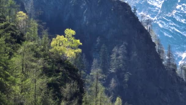 Zdjęcie Bliska Jasnego Drzewa Boku Góry Warstwami Gór Tle Dające — Wideo stockowe