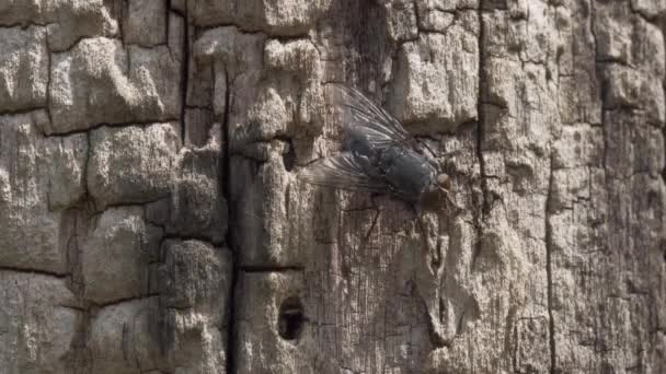 Macro Detailed Footage Fly Sitting Tree Bark — Stock Video
