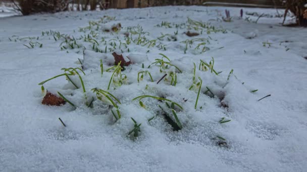Magas szögű lövés hó olvad át minden hóesés felett hóvirág virágzik gyorsan kora tavasszal természet timelapse.