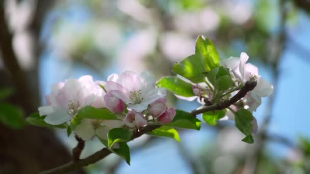Una Hermosa Rama Árbol Con Flores Rosadas Sobre Fondo Natural — Vídeos de Stock