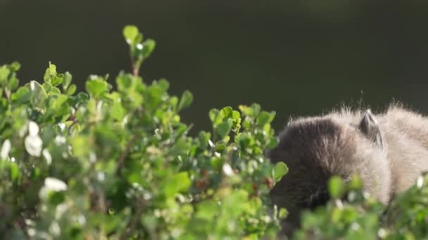 Pawiany Żerujące Rodzimej Roślinności Fynbos Dla Jagód Mocno Strzał — Wideo stockowe