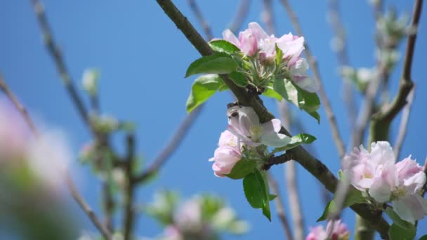 Închiderea Unei Bondari Care Colectează Polen Flori Frumoase Albe Roz — Videoclip de stoc