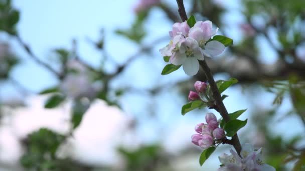 Transfocus Sobre Maravilhosas Flores Brancas Rosa Fechar — Vídeo de Stock