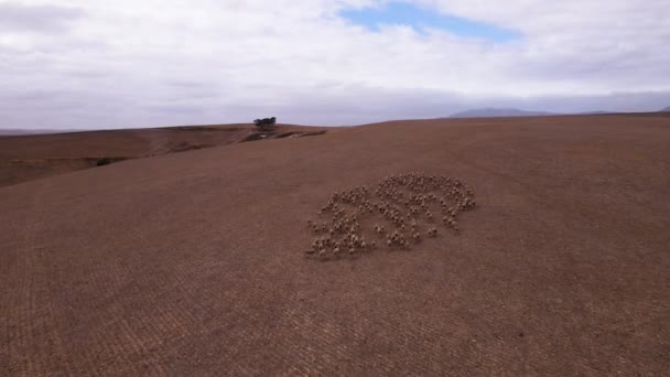 Sécurité Nombre Comme Troupeau Moutons Restent Groupés Cercle Drone — Video