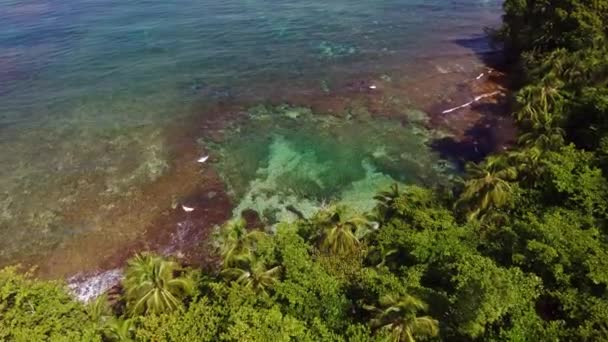 Nagranie Lotu Ptaka Plaży Manzanillo Kostaryka Tropikalna Plaża Roślinność Plaży — Wideo stockowe
