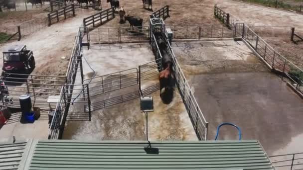 牛は冷静に鉄柵の門を通ってミルクファームを離れる ニュージーランドの農村部で晴れた日 — ストック動画