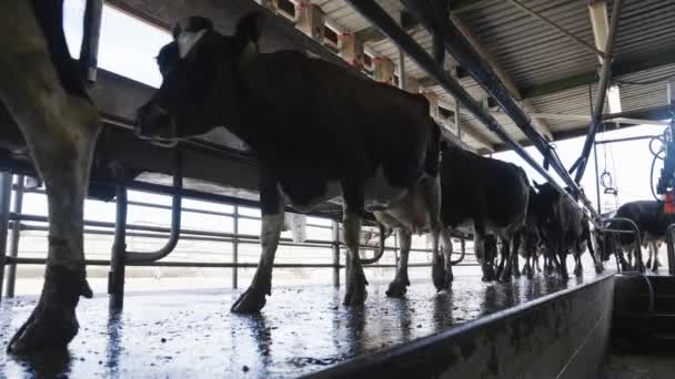 Black White Holstein Cows Walking Milk Shed Low Angle — Stock Video