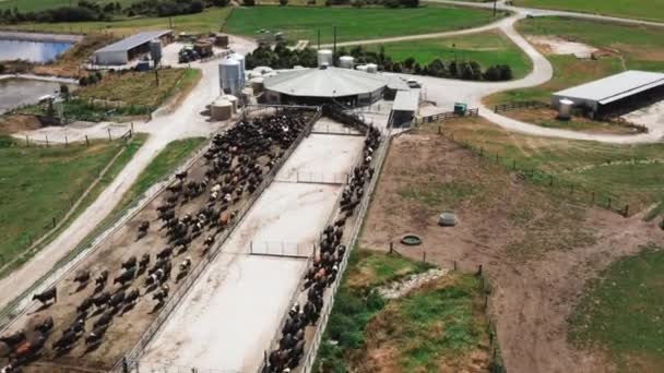 Instalação Produção Indústria Leite Com Grande Manada Vacas Fila Aérea — Vídeo de Stock