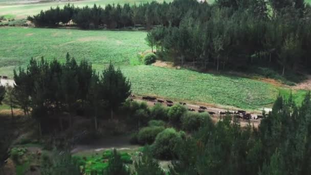 Troupeau Vaches Marchant Calmement Sur Chemin Terre Vers Nouvelles Aires — Video