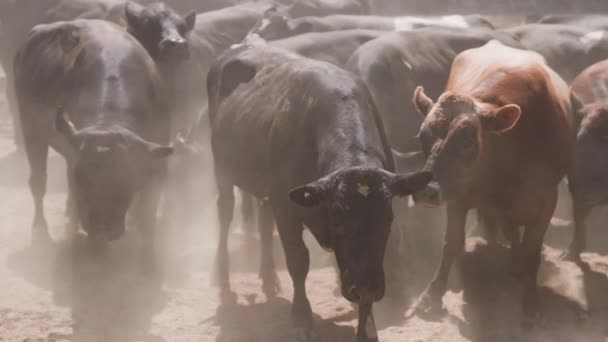 牛の牛は心配そうにほこりだらけの庭でカメラを見て スタンピードを作成し 牛の群れ — ストック動画
