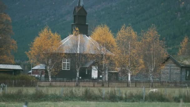 Gammal Träkyrka Den Norska Landsbygden Får Betar Fältet Nära Kyrkan — Stockvideo