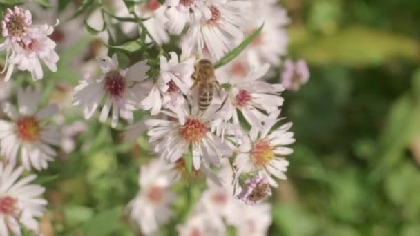 Včela Sbírá Pyl Kvetoucího Bílého Dřeva Aster — Stock video