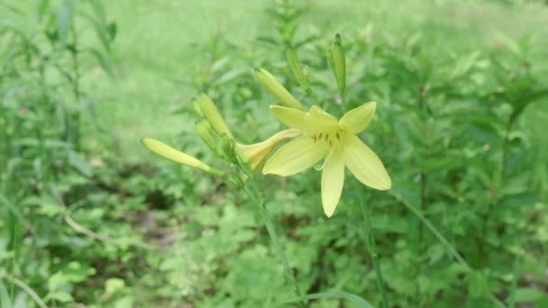 Pierwsze Dwie Spłuczki Lilii Deszczowych Kwitną Zachwycające Żółte Kwiaty — Wideo stockowe