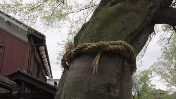 Yorishiro Shimenawa Scared Rope Wrapped Tree Denoting Presence God — Stock Video