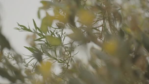 Árbol Verde Con Flores Amarillas Enfoque Rack Primer Plano Primavera — Vídeo de stock